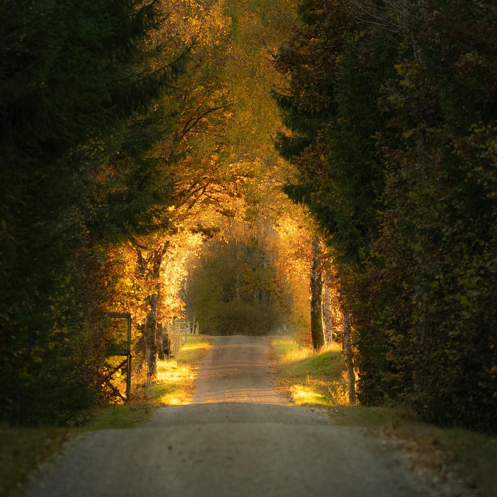 Walk in the park