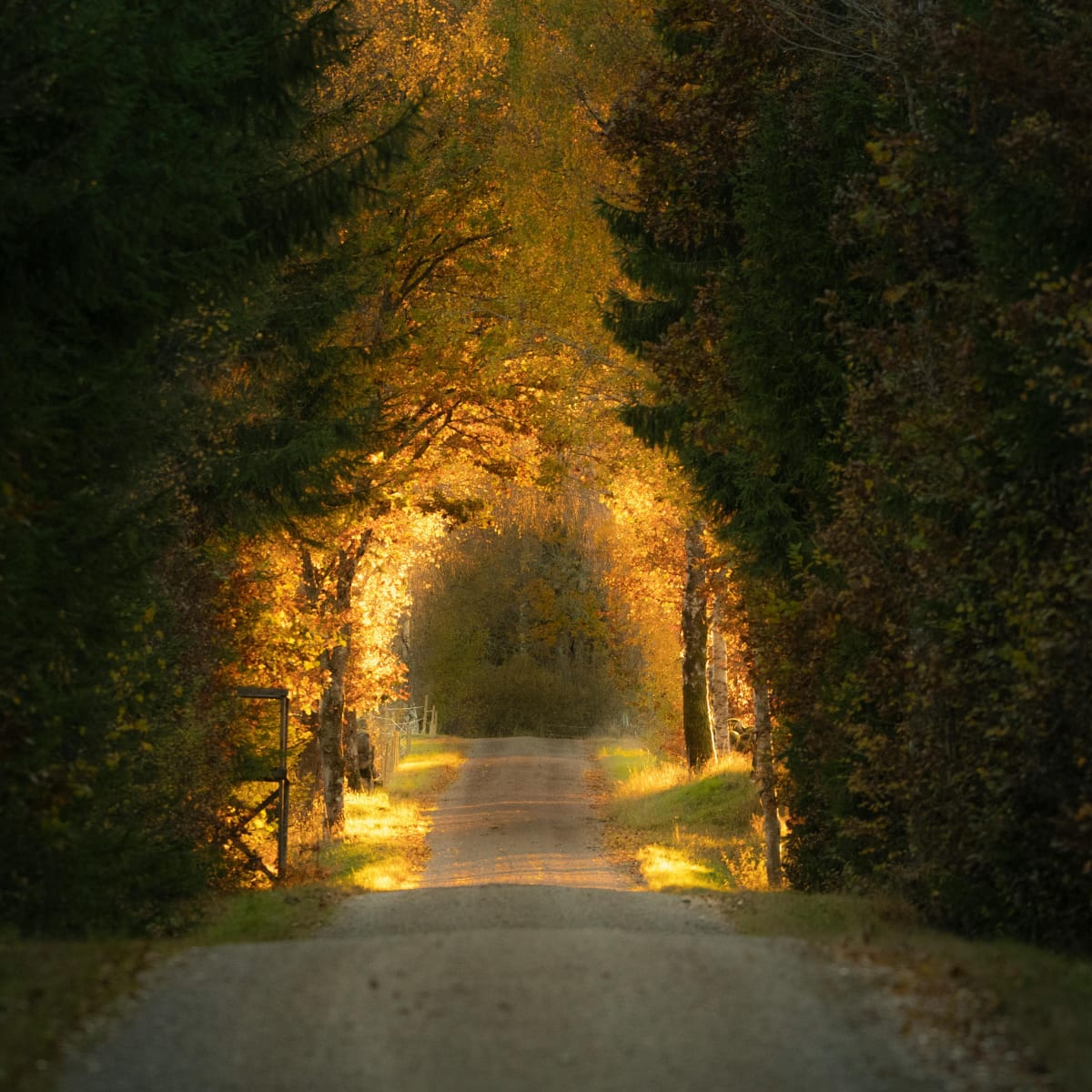 Walk in the park