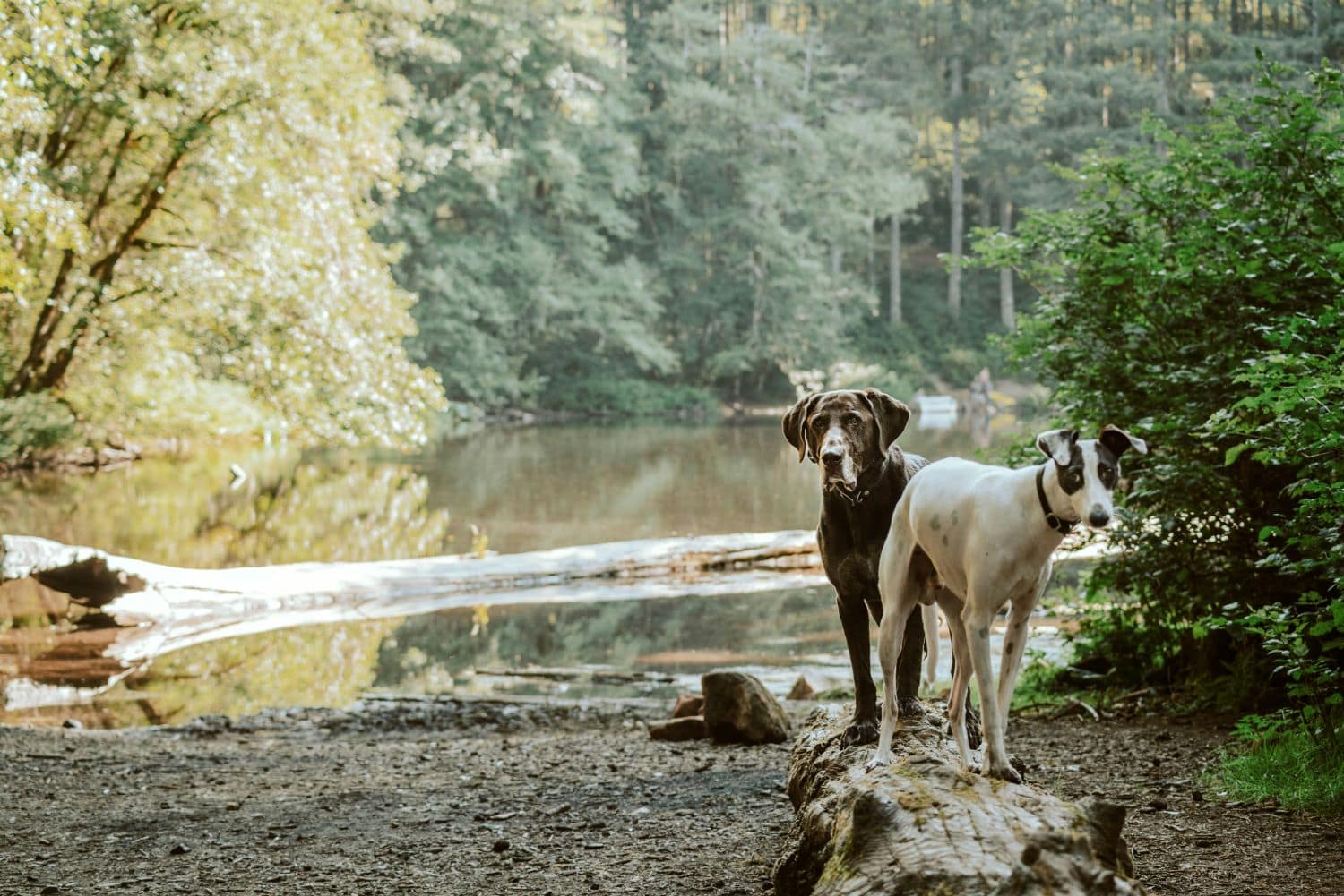 Hike with dog