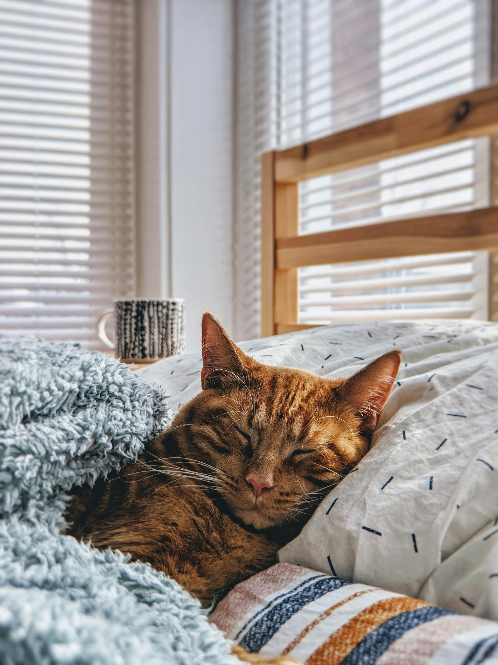 Resting Cat