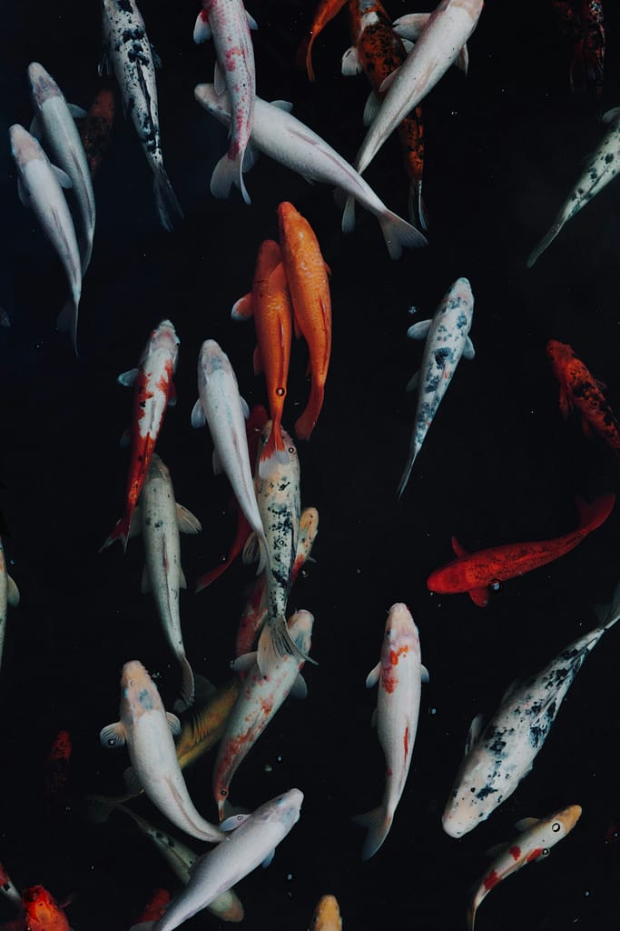 koi