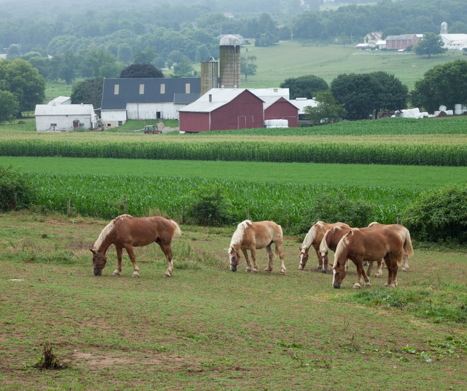 Horses grazing near farm buildings.